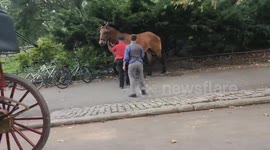 Running Horse Near Children Raises Safety And Animal Welfare Alarms In Central Park