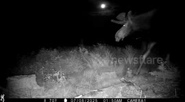 Moose Stops to Gaze at the Moon