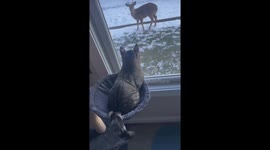 Cat and deer share a curious stare in Ohio, USA