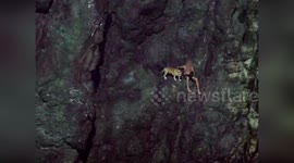 Italy: Man And Dog Rescued From Cliff In Bonassola