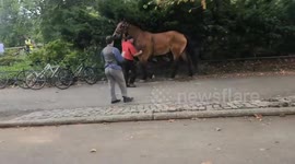 US: Running Horse Near Children Sparks Safety And Abuse Concerns In Central Park
