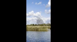 Starling Murmuration Over Autumn River