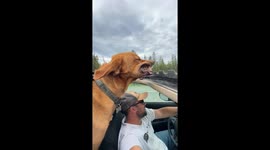 Yukon Sunroof Dog