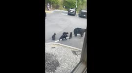 Bear Sighting During a Conference Call