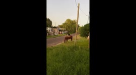 Black Dog Sits On Grazing Mare