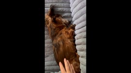 Old Dachshund Struggles to Wake Up