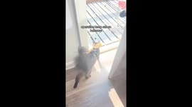 Operation Keep Cat on Balcony