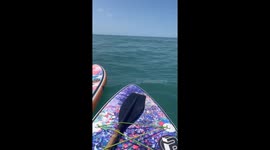 Curious crab investigates phone after its dropped into sea