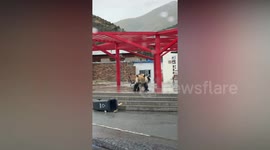 Black dog clashes with Tibetan brown bear raiding bins in car park
