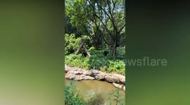 Chimp uses wooden stick to hit a bird at zoo enclosure