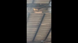 Python falls from factory roof and calmly slithers away