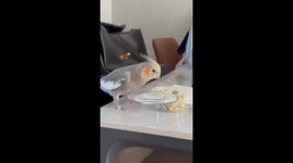 Careless Parrot Miss Its Lunch