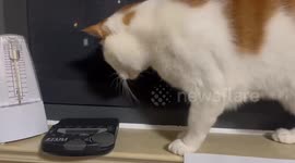 Kitten Fears Metronome