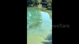 Follow the leader! Huge school of fish swim in long winding line