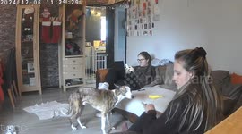 Girl tries to walk on wooden flooring with socks and falls with a loud thud