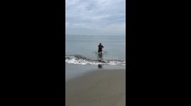 Pet dog knocked over by wave while playing on beach