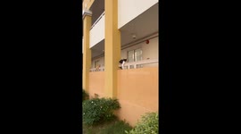 Pet cats find unusual positions draped over railing