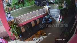 Python caught on camera slithering into home as pet dog sleeps