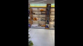 Puppies exchange barks as kitten paces back and forth above them