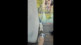 Scared pet dog refuses to walk on clear glass bridge