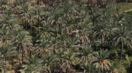 Iraq: Iraq begins harvest of dozens of date varieties across country