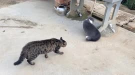 The Dog Ends the Cat Standoff