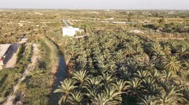 Iraq begins harvest of dozens of date varieties across country (2)