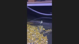 Baby starts crying after a fish in the aquarium starts sucking his pacifier