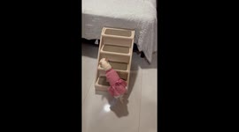 Chihuahua Climbs Stairs In Style