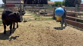 Playing Ball With a Cow