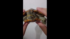Aggressive turtle bites finger in Hunan, China