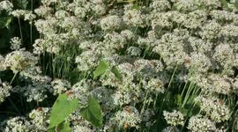 Buzzing pollinators over white blossoms in Nebraska, USA