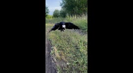 Raven Finds Cash for Owner