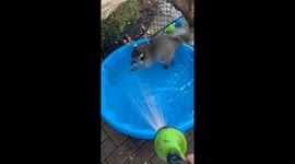 Summer Water Hose Fun With Young Raccoon