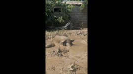 Pigs Delight In Warm Mud Bath