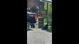 Truck Bed Holds Feast For Hungry Black Bears