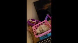 Kitten Falls Asleep in Tiny Toy Shopping Cart