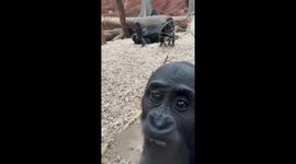 Adorable baby gorilla pulls funny faces when tourists shows their phone