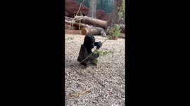 Unbelievable Cuteness: Baby Gorilla Gaia Enjoys a Tasty Treat