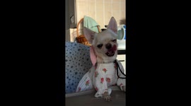 Glasha the Chihuahua enjoying a juicy watermelon while wearing a cute dress and sunhat, hopping excitedly in her high chair.т