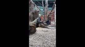 Gorilla Mom Goals: Shinda's Tender Affection for Ajabu Will Melt Your Heart