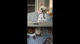 Glasha and Lucy the Chihuahuas in dresses at the table, with Glasha standing excitedly while waiting to be fed watermelon by her owner.