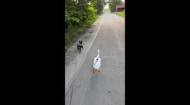 Pet Indian Runner Duck