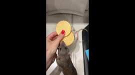 Pet Rats Can't Share Snack