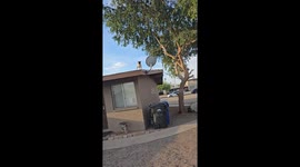 Pug on Roof Patrol