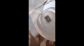 Pet owner sparks outrage by flushing hamster down toilet