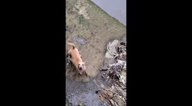 Owner climbs into creek to rescue stranded pet dog