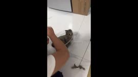 Pet cat is loving being spun round in bowl