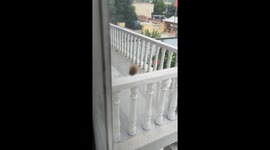 Splodgy Dot or Cutie Bug