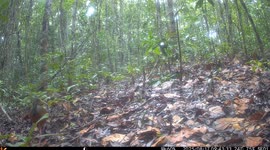 Colombian Jungle Mystery: An Aramides Cajaneus Discovers Technology